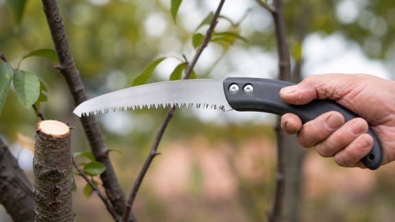 Bien choisir sa scie d’élagage pour des arbres en santé