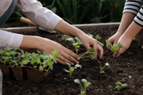 Comment organiser un potager familial : astuces de planification