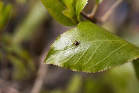 Gérer le retour des parasites au printemps : repérer et agir dès les premiers signes