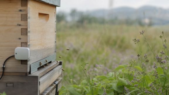 Ruches connectées : le numérique au service de la biodiversité locale