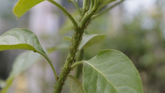 Identifier et traiter les attaques de pucerons sur vos plantes