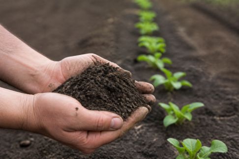 Comprendre le pH du sol et son influence sur les plantations