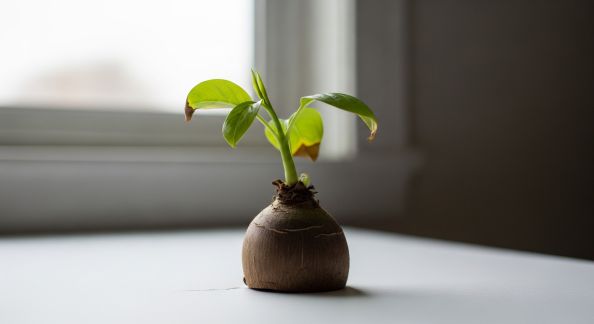 Prévenir et atténuer le stress hydrique des plantes pendant les transitions saisonnières