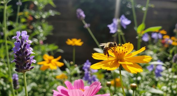 Biodiversité : Comment les Jardins Contribuent à la Sauvegarde des Abeilles