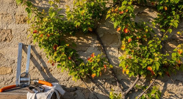 Entretenir les plantes grimpantes selon les saisons : taille, palissage et soins