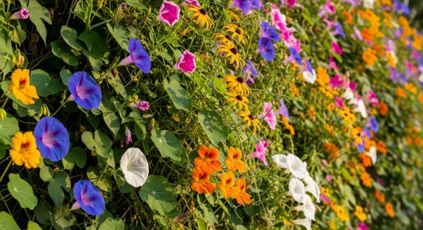 Fleurs grimpantes annuelles : comment les réussir en une saison