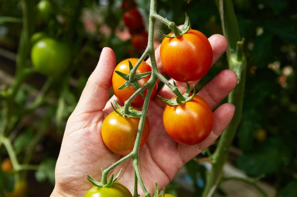 Cultiver ses propres tomates et courgettes : le guide complet du potager d'été