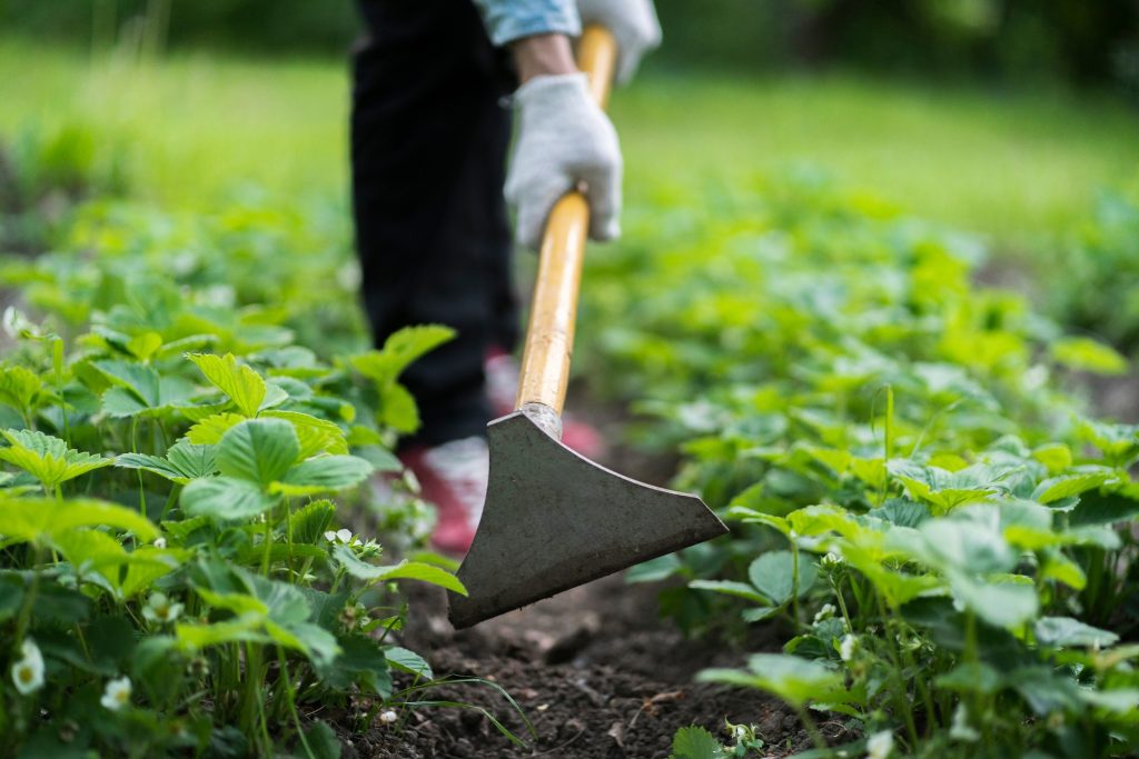 La binette, l'outil indispensable du jardinier pour un désherbage efficace et un sol aéré