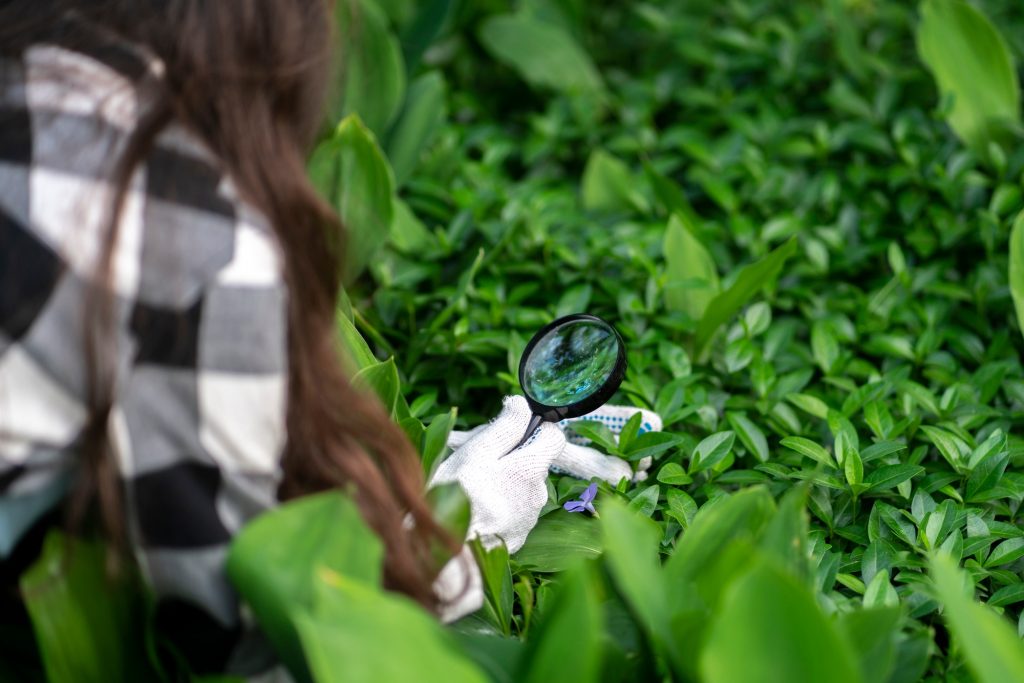 Surveiller et prévenir les maladies des plantes en été : le guide du jardinier averti