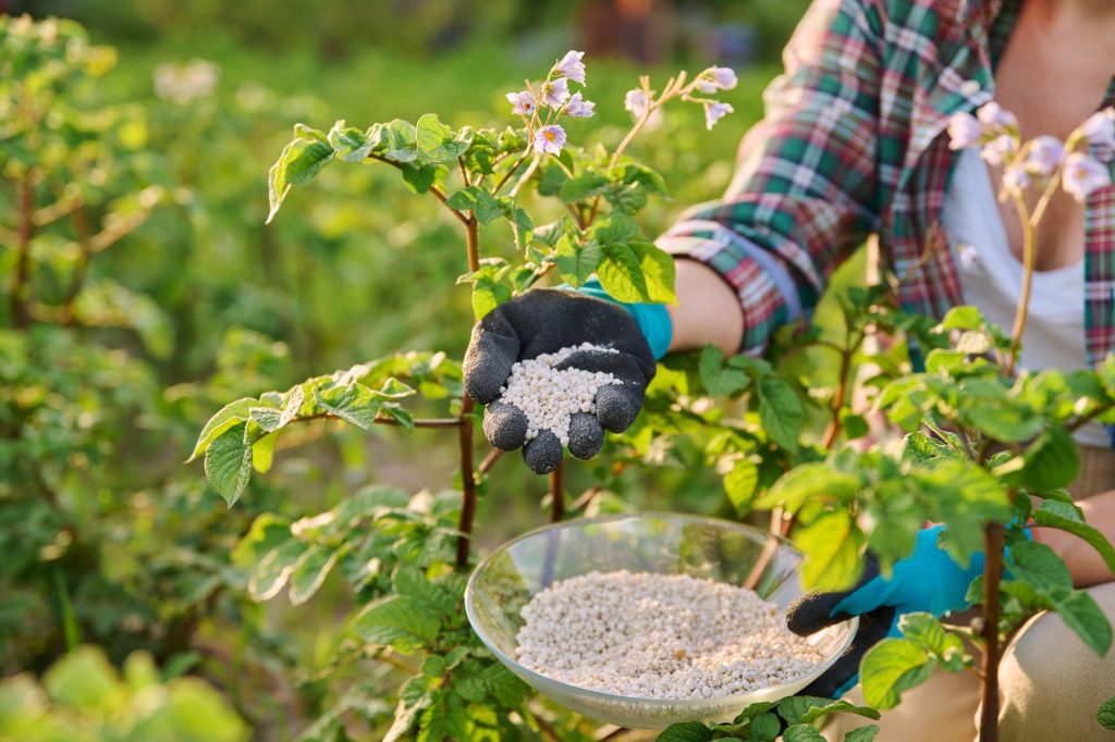 Fertiliser ses plantes pendant la canicule : conseils pour un jardin résistant à la chaleur