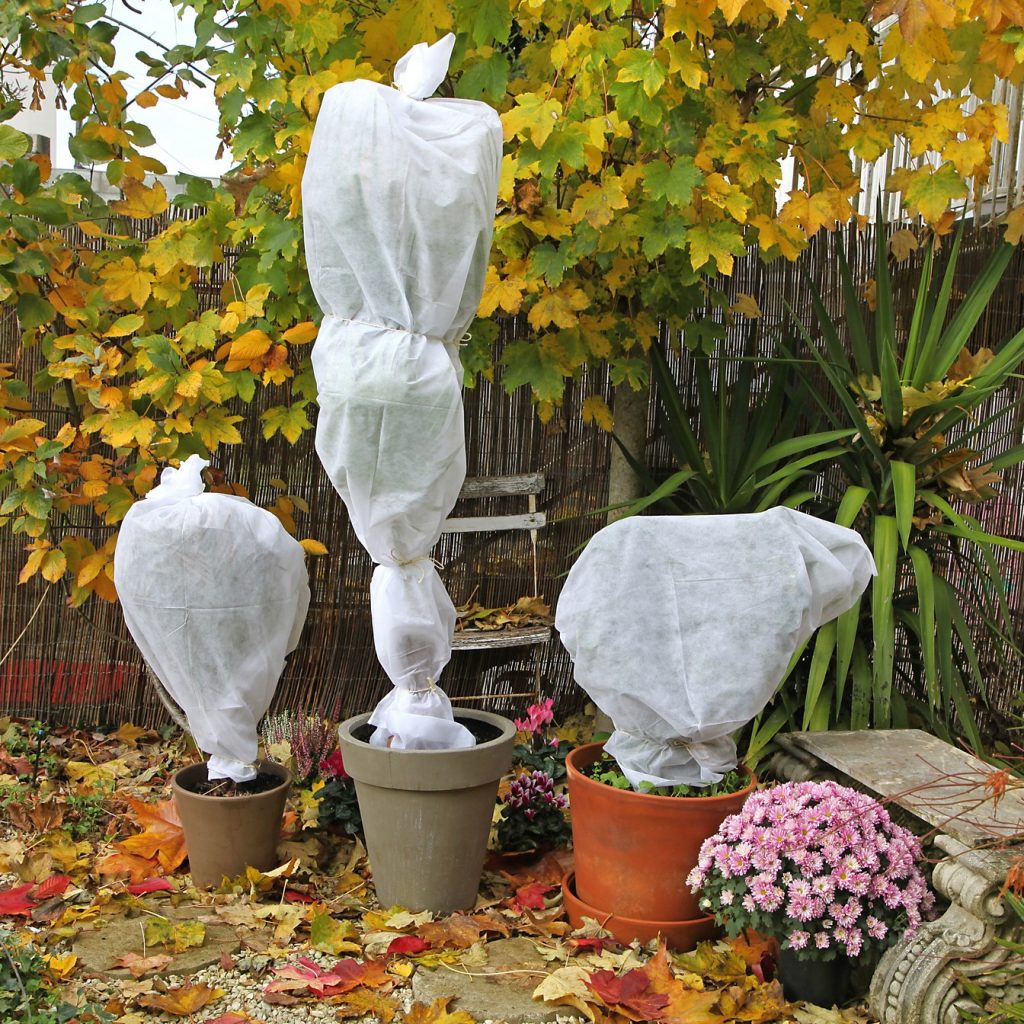 Comment protéger vos plantes fragiles contre le gel : guide pratique