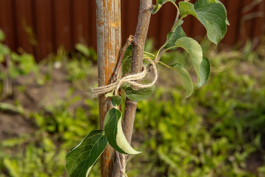 Corde en jute : le choix naturel pour tuteurer vos plantes sans les abîmer