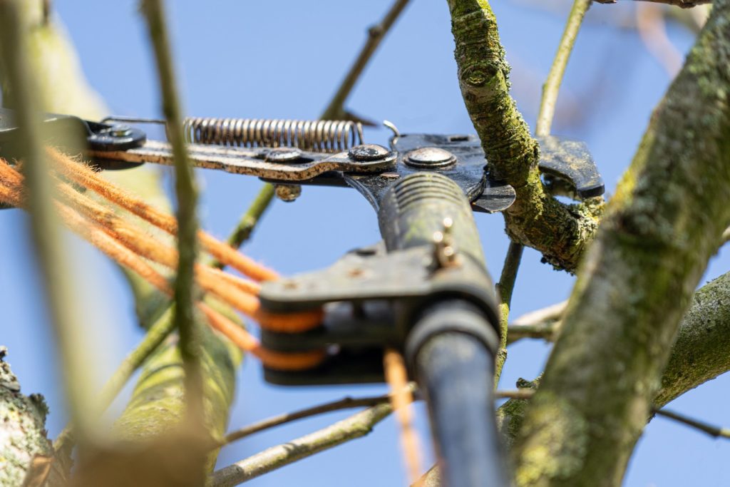 Échenilloir : l'outil indispensable pour tailler vos arbres en hauteur sans échelle