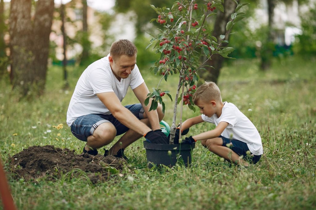 Planter des arbres fruitiers en début de saison : le guide complet pour réussir