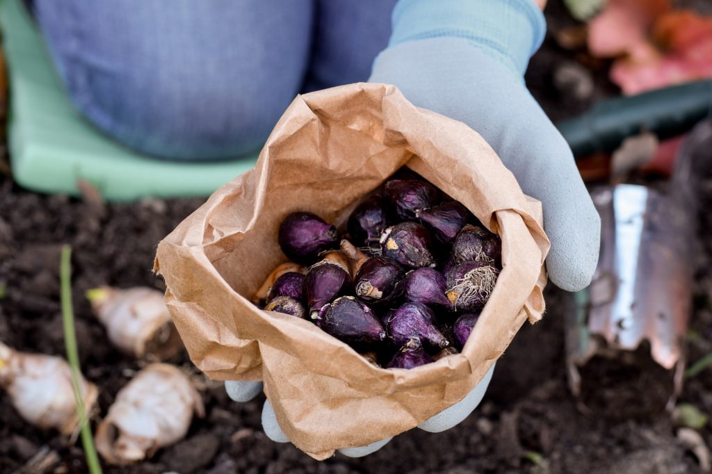 Préparer son jardin pour le printemps : Guide complet pour planter des bulbes à fleurs