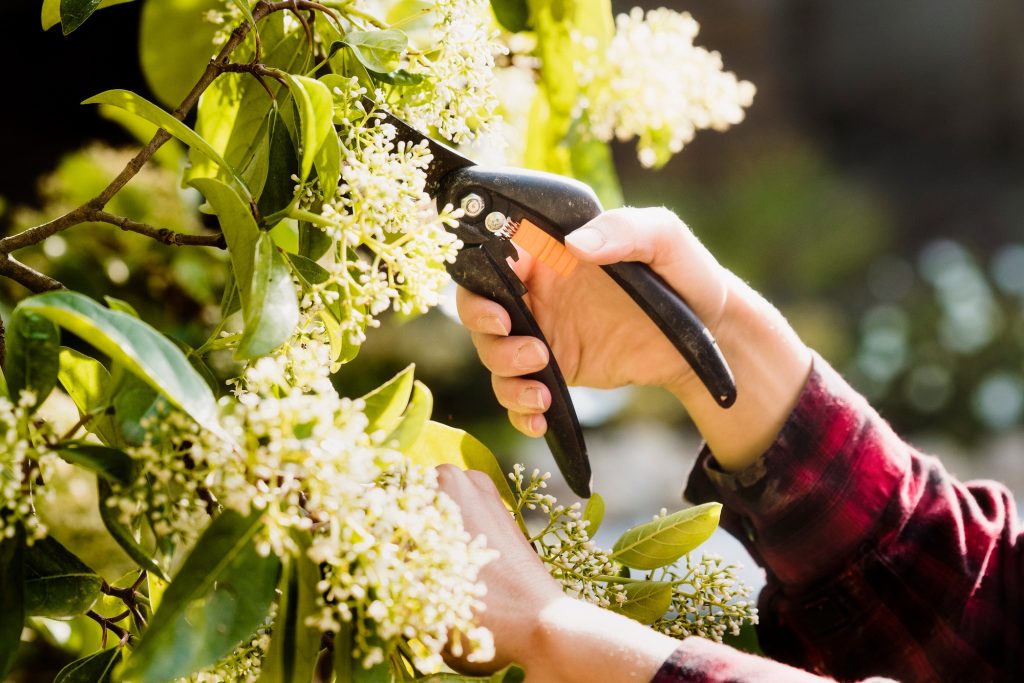 Tailler ses arbustes après la floraison d'été : guide pratique pour un jardin resplendissant