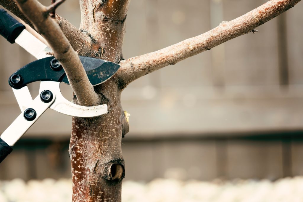 Élagage des arbres : les secrets d'une croissance estivale réussie
