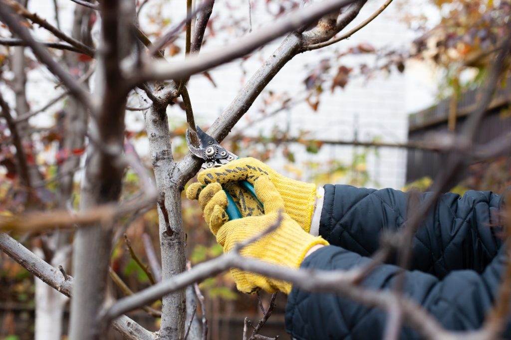 Tailler vos arbres fruitiers en hiver : les secrets d'une récolte abondante