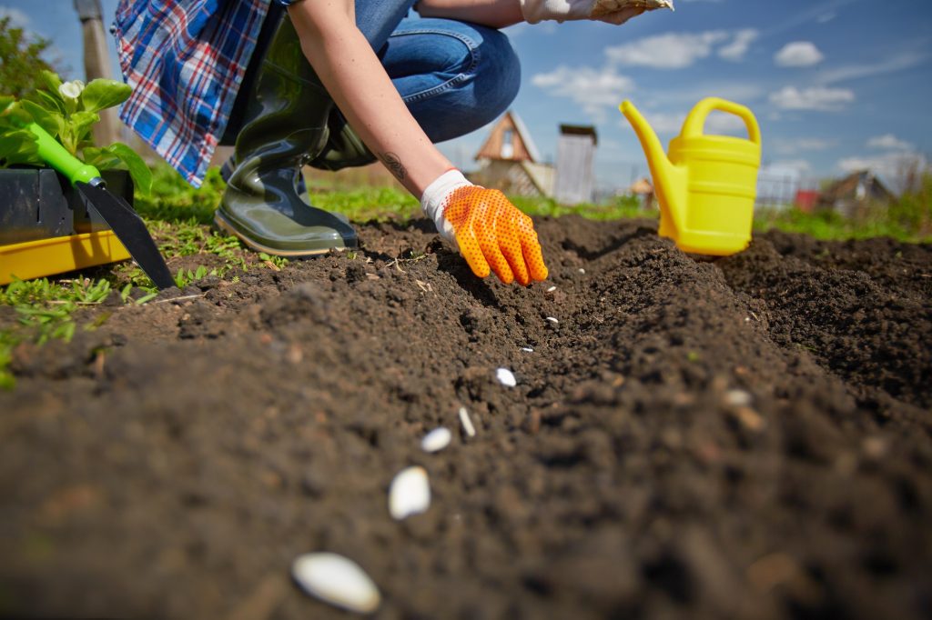 Semer des légumes de printemps : le guide complet pour réussir vos radis, carottes et autres délices du potager