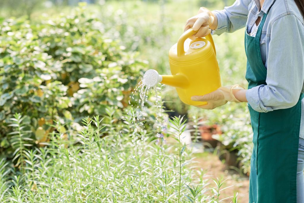 Arroser malin : les astuces pour économiser l'eau au jardin cet été