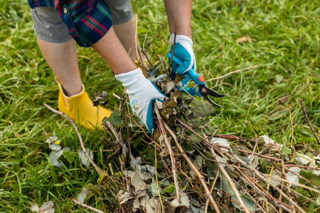 Mauvaises herbes au jardin : les astuces pour les maîtriser dès le début du printemps